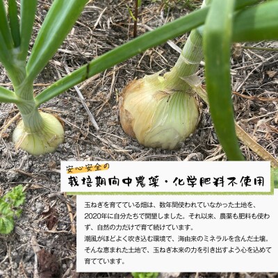 自然栽培玉ねぎ 3kg 《大小様々なサイズのため訳あり》　aw03012