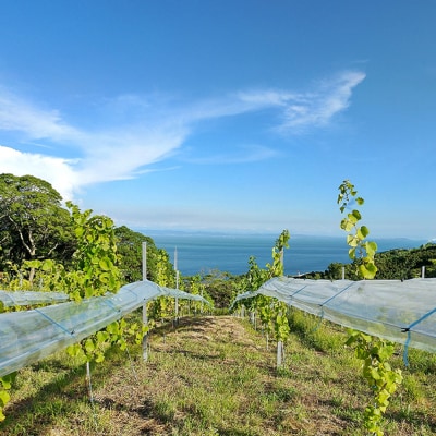 島薫るBlanc 2025 -デラウエアペティアン-　750ml 微発泡白ワイン　ad02002