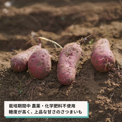 紅はるか(淡路島産)土付き　約5kg　不揃い【栽培期間中、農薬・化学肥料不使用】　ar13003