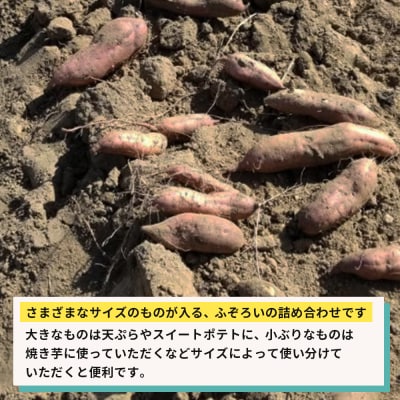 紅はるか(淡路島産)土付き　約5kg　不揃い【栽培期間中、農薬・化学肥料不使用】　ar13003
