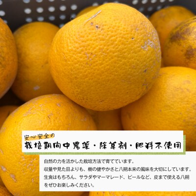 淡路島北淡産 露地栽培はっさく -栽培期間中、農薬・除草剤・肥料不使用 -　約3kg　aw03022