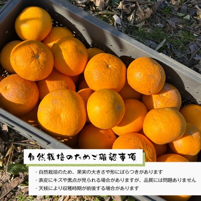 淡路島北淡産 露地栽培はっさく -栽培期間中、農薬・除草剤・肥料不使用 -　約3kg　aw03022