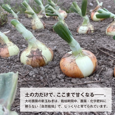 新玉ねぎ 自然栽培 4.5kg (栽培期間中無農薬栽培)　ao06002
