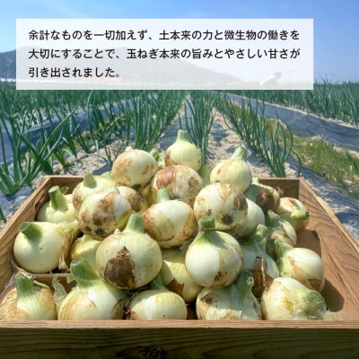 新玉ねぎ 自然栽培 4.5kg (栽培期間中無農薬栽培)　ao06002