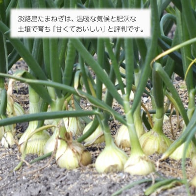 【新たまねぎ】淡路島産たまねぎ10kg　as13007