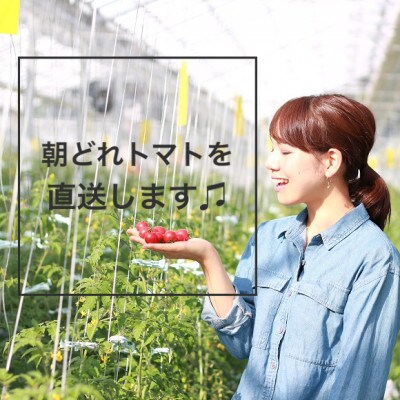 【毎月定期便】ドロップファームの美容トマト(R) 1kg全3回