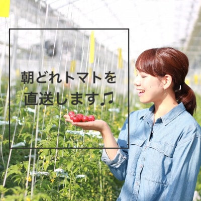 【毎月定期便】ドロップファームの美容トマト(R) 3kg全3回