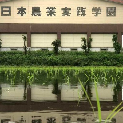 学生と作った学園のコシヒカリとミルキークイーン(白米)各5kg 　精米