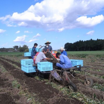 日本農業実践学園の干し芋【900g】