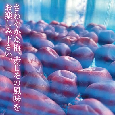 【水戸市有料観光土産品】Shamrock うずらのたまごのピクルス 梅香 3本