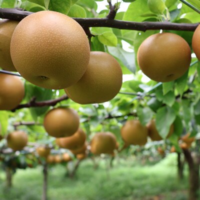 【2024年出荷受付】千代田の梨(豊水・秋月いずれか)約5kg【茨城県共通返礼品/かすみがうら市】