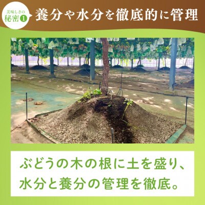 【2026年発送先行予約】美味しさにこだわったシャインマスカット【農家直送】約1.1kg(1～2房)