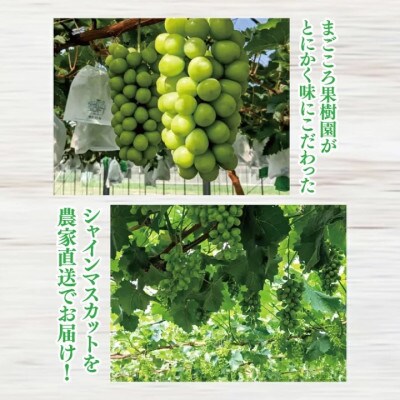 【2025年発送先行予約】美味しさにこだわったシャインマスカット【農家直送】約1.4kg(2房)