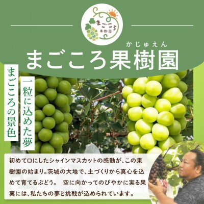 【2026年発送先行予約】美味しさにこだわったシャインマスカット【農家直送】約1.4kg(2房)