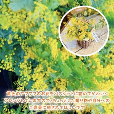 【3月上旬より発送・数量限定】ミモザのバスケットアレンジ(限定品)