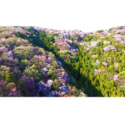 山桜はちみつと春のはちみつの3種ギフトセット【R3山桜】【茨城県共通返礼品/五霞町】