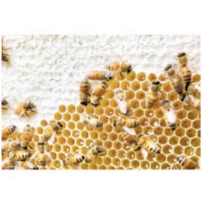 山桜はちみつと春のはちみつの3種セット【B3山桜】【茨城県共通返礼品/五霞町】