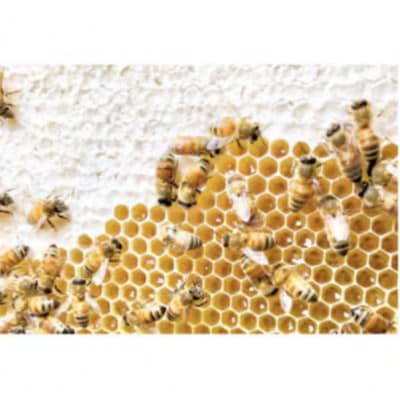 季節で移ろうはちみつ3種ギフトセット【結蜜Musubi-R3】【茨城県共通返礼品/五霞町】