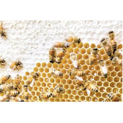 季節で移ろうはちみつボトル3種セット【ピタットボトルB3】【茨城県共通返礼品/五霞町】