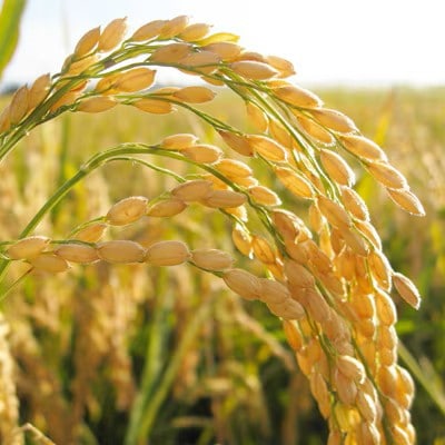 【令和7年度産 新米】茨城県産こしひかり(精米) 5kg(茨城県/城里町)