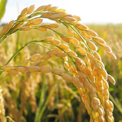 【令和7年産】茨城県産 お米 コシヒカリ 精米 10kg(5kg×2) (茨城県/城里町 の 米)