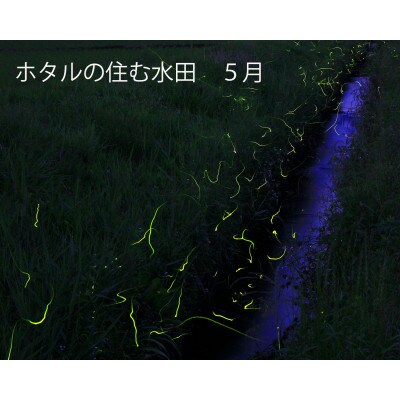 【毎月定期便】茨城産コシヒカリ　5kg(5kg×1袋)全3回