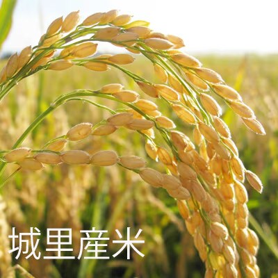 【毎月定期便】茨城産コシヒカリ　5kg(5kg×1袋)全3回