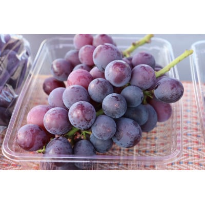 種なし巨峰　約1.5kg(3-4房)