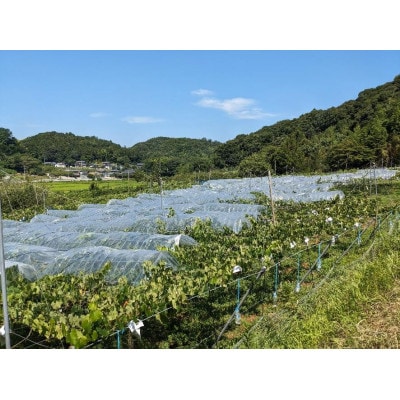 種なし巨峰　約1.5kg(3-4房)