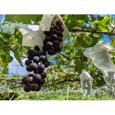 種なし巨峰　約1kg(2-3房)