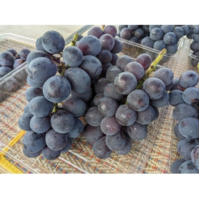 種なし巨峰　約1kg(2-3房)