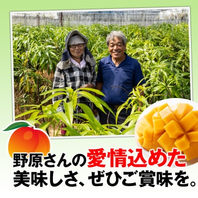 【2026年発送】すみれ農園のアーウィンマンゴー家庭用1.5kg