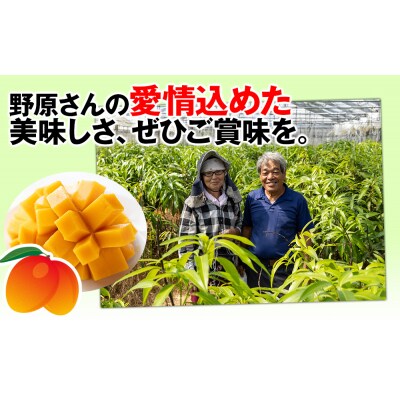 【2027年発送】すみれ農園のアーウィンマンゴー家庭用1.5kg