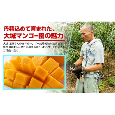 【2027年発送】大城正廣マンゴー園のアーウィンマンゴー(家庭用)1.5kg