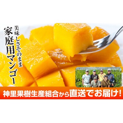 【2027年発送】生産組合が育てる神里のマンゴー2kg 家庭用