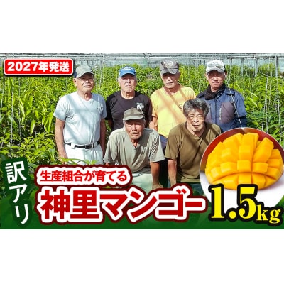 【訳あり】2027年発送 生産組合から直送 神里マンゴー1.5kg