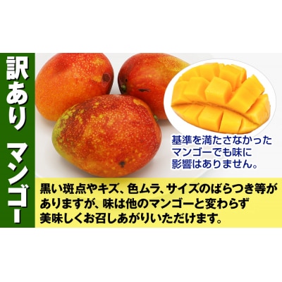 【訳あり】2027年発送 生産組合から直送 神里マンゴー1.5kg