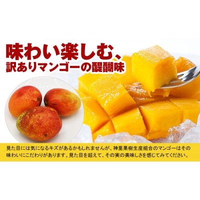 【訳あり】2027年発送 生産組合から直送 神里マンゴー1.5kg