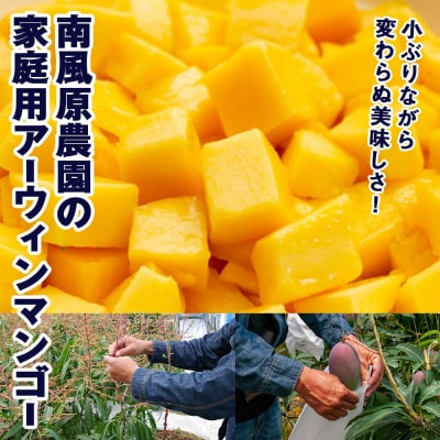 【2026年発送】南風原農園　家庭用アーウィンマンゴー1.5kg
