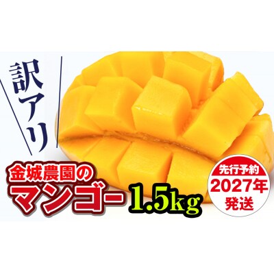 【訳あり】2027年発送 金城農園のマンゴー1.5kg