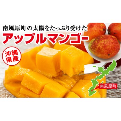 【訳あり】2027年発送 金城農園のマンゴー1.5kg