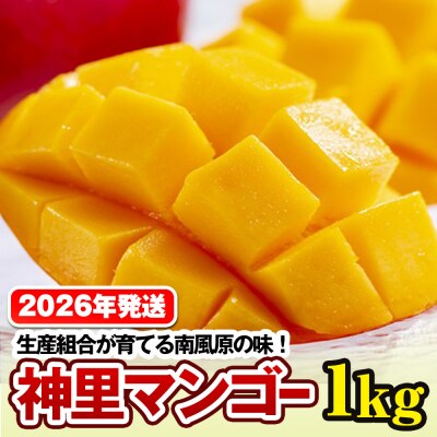 【2026年発送】生産組合が育てる南風原の味　神里マンゴー1kg