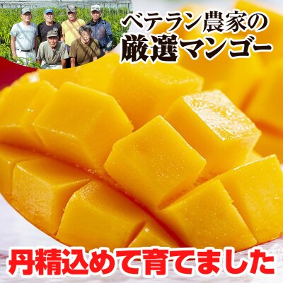【2026年発送】生産組合が育てる南風原の味　神里マンゴー1kg