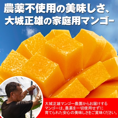 【2026年発送】大城正雄マンゴー農園　アーウィンマンゴー　家庭用1kg