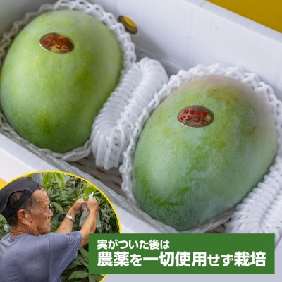 【2026年発送】大城正雄マンゴー農園のキーツマンゴー1.5kg