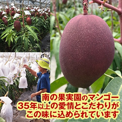 【2026年発送】南の果実園　マンゴー1kg