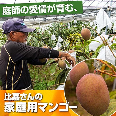 【2026年発送】比嘉マンゴーファームのアーウィンマンゴー　家庭用1.5kg