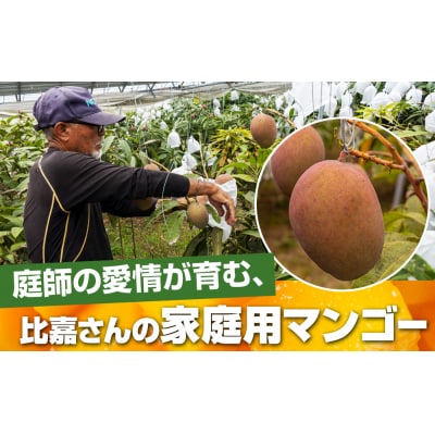 【2027年発送】比嘉マンゴーファームのアーウィンマンゴー 家庭用1.5kg