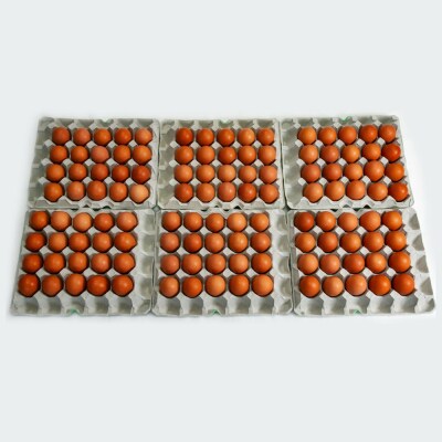 【定期便】12ヵ月連続お届け　美ら卵養鶏場の卵　各月120個