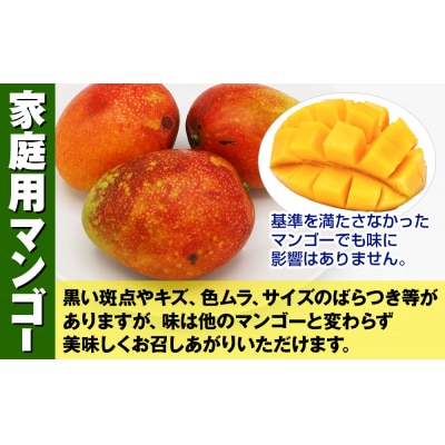 【2027年発送】濃厚なアーウィンマンゴー1.5kg 家庭用